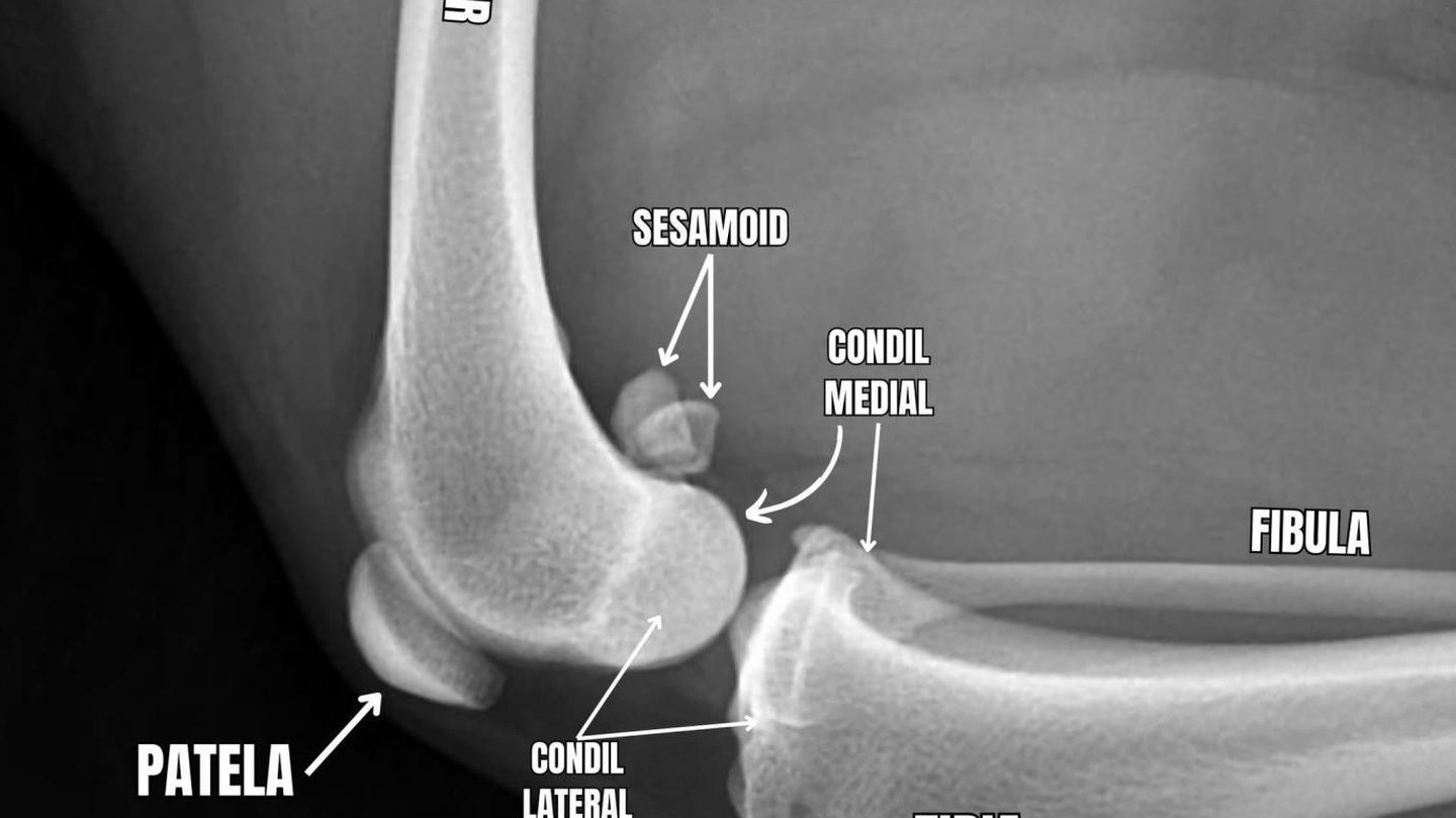 Radiografie mediolaterală a articulației femuro-tibio-patelare la câine, caz din arhivă