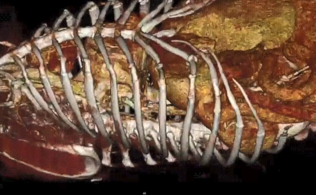 CT veterinar București: reconstrucție 3D a cavității toracice, caz din arhiva Link-Vet