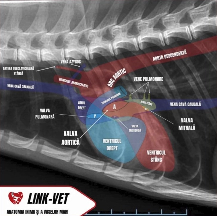 Radiografie latero-laterală a inimii și a vaselor mari, caz din arhivă