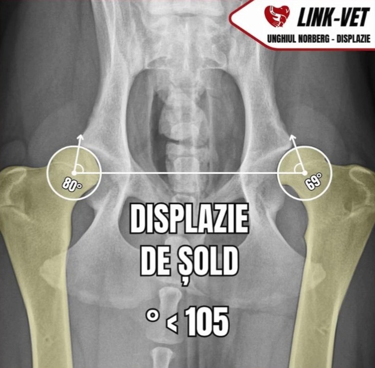 Radiografie de bazin la câine cu displazie de șold