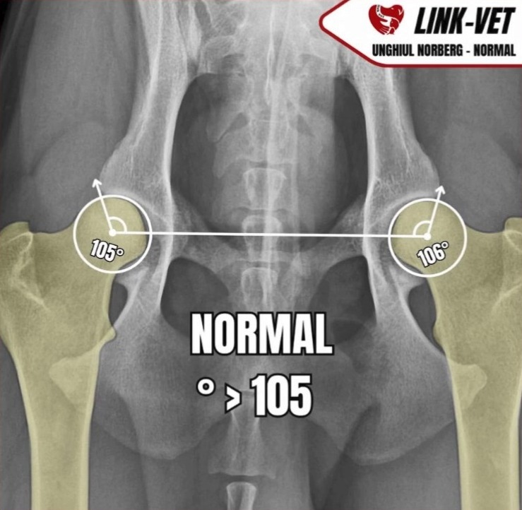 Radiografie de bazin la câine cu șold normal