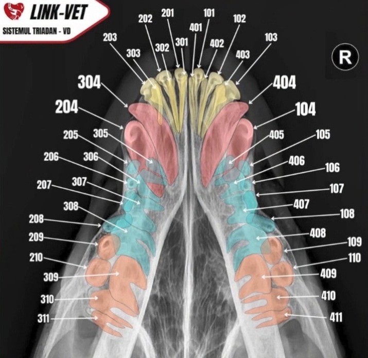 Radiografie ventro-dorsală a danturii câinelui, sistemul Triadan